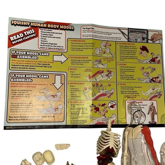 SmartLab Multicolor 29Pcs Educational Squishy Human Body Anatomy Model Kit 12" - Picture 8 of 9
